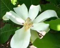 magnolia macrophylla.jpg